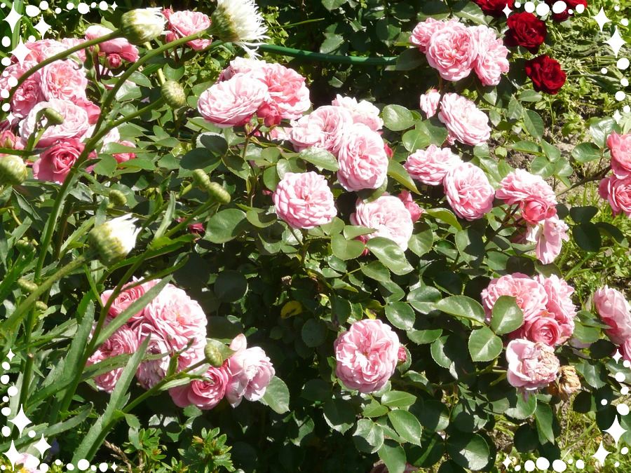 Bailando róża rabatowa